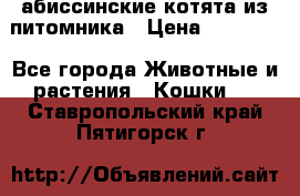 абиссинские котята из питомника › Цена ­ 15 000 - Все города Животные и растения » Кошки   . Ставропольский край,Пятигорск г.